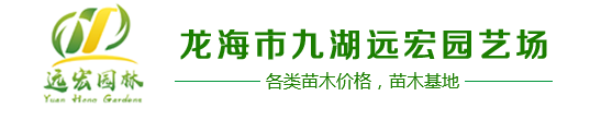 加拿利海棗,中東海棗,華棕,狐尾椰子,銀海棗,老人葵,蒲葵,布迪椰子,紫薇樹樁,華盛頓棕櫚,霸王棕-龍海市九湖遠宏園藝場