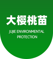 大櫻桃苗,大櫻桃苗木,大櫻桃樹(shù)苗-山東大櫻桃苗木有限公司