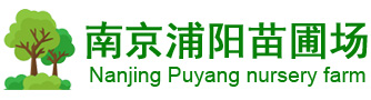 廣玉蘭_垂柳_廣玉蘭價格_垂柳價格-南京浦陽苗圃場