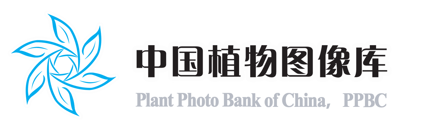 PPBC中國植物圖像庫——最大的植物分類圖片庫