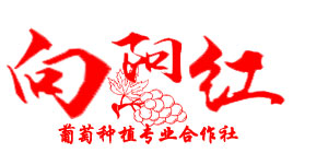 冰葡萄酒,純正冰葡萄酒,原汁冰葡萄酒,清原滿族自治縣向陽紅葡萄種植專業合作社